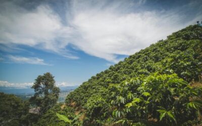 Coffee Origins Unpacked (Part 2): What Makes Coffee From Different Origins Taste Different