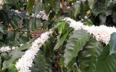 Coffee Origins Unpacked (Part 3): How to Explore and Appreciate Coffee Origins