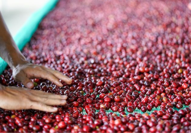 Coffee Processing, Natural