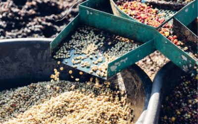 Types of Coffee Processing: An Overview