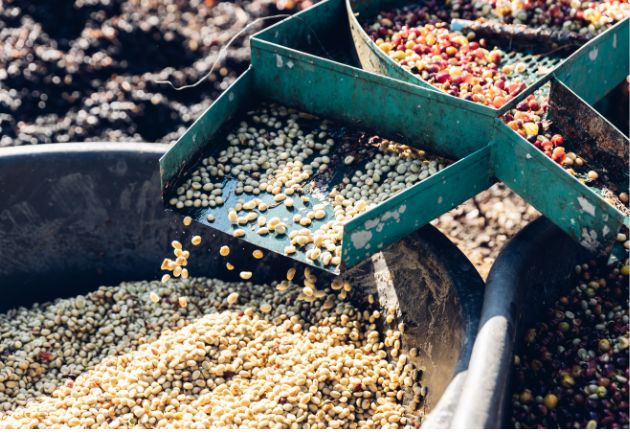 Coffee Processing, Washed